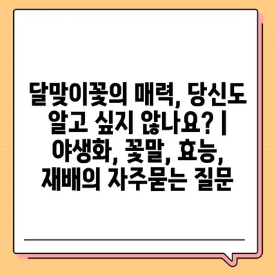 달맞이꽃의 매력, 당신도 알고 싶지 않나요? | 야생화, 꽃말, 효능, 재배