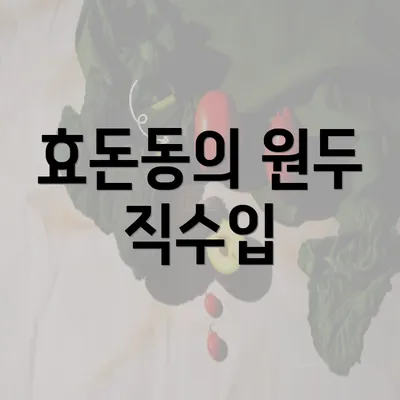 효돈동의 원두 직수입