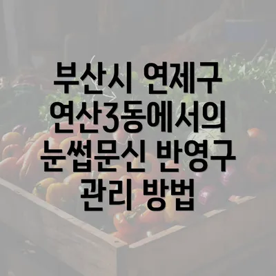 부산시 연제구 연산3동에서의 눈썹문신 반영구 관리 방법